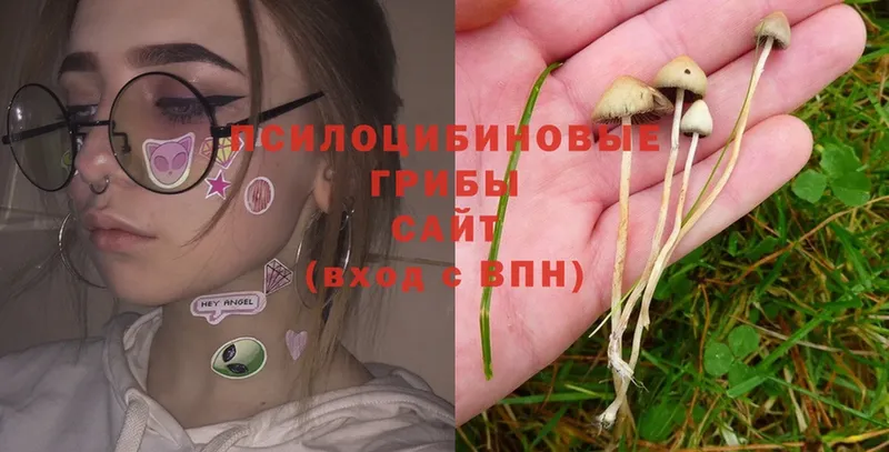 закладки  кракен рабочий сайт  Галлюциногенные грибы Psilocybe  Ликино-Дулёво 